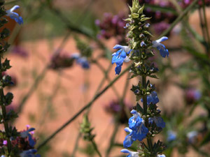 Vivers Càrex - Salvia uliginosa